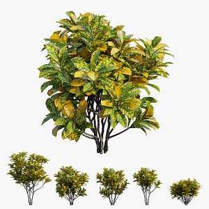 Croton plant set 12 3D model