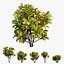 Croton set di piante 12