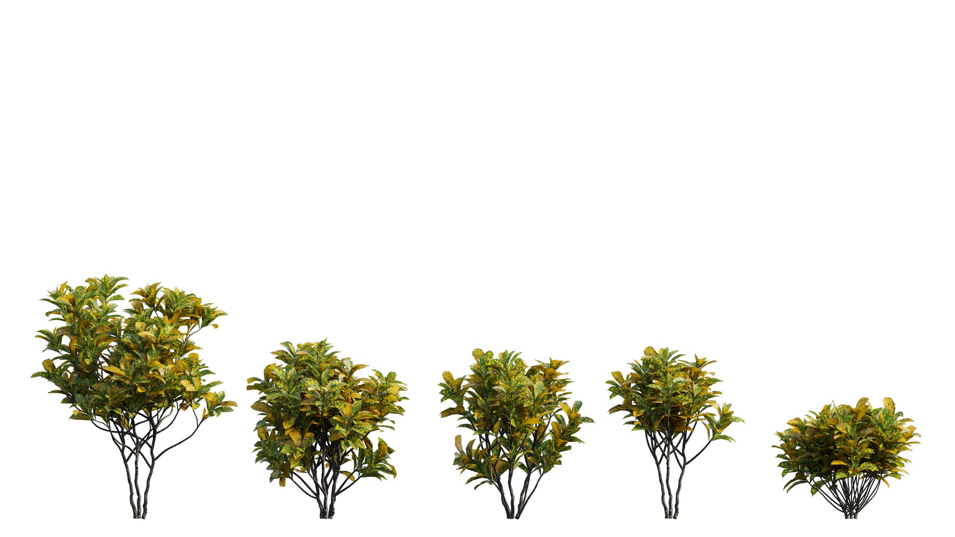 Croton plant set 12 3D model https://p.turbosquid.com/ts-thumb/tr/Sh5eqz/pJ/1_interactivelightmix/png/1629822367/1920x1080/fit_q87/a078018f08b7f44fbc85669c780e7d2df01d3935/1_interactivelightmix.jpg
