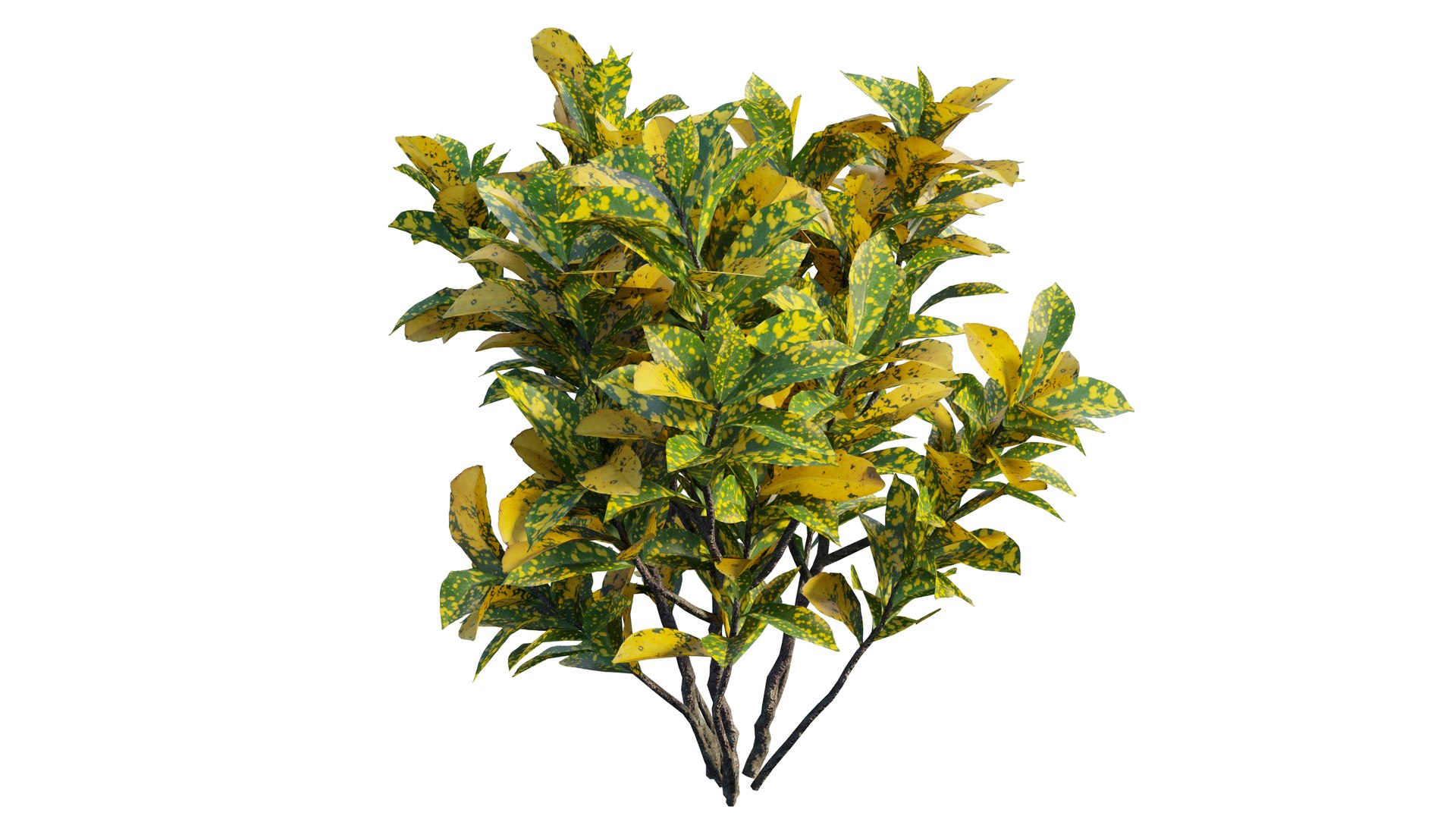 Croton plant set 12 3D model https://p.turbosquid.com/ts-thumb/tr/Sh5eqz/qx/4_interactivelightmix/png/1629822369/1920x1080/fit_q87/09410fad0da6f396ac052ce61f9433b9e500541f/4_interactivelightmix.jpg