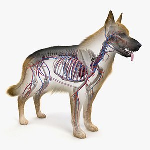 Dog Skin, Skeleton And Vascular System Animated