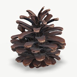 High Quality Scan Pine Cone - 2 model