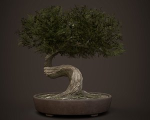 Bonsai game asset