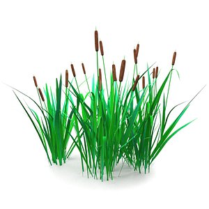 3D cattail plants for ponds model