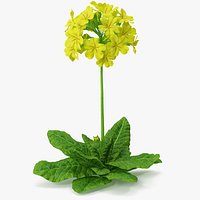 Primrose Flower Yellow Fur