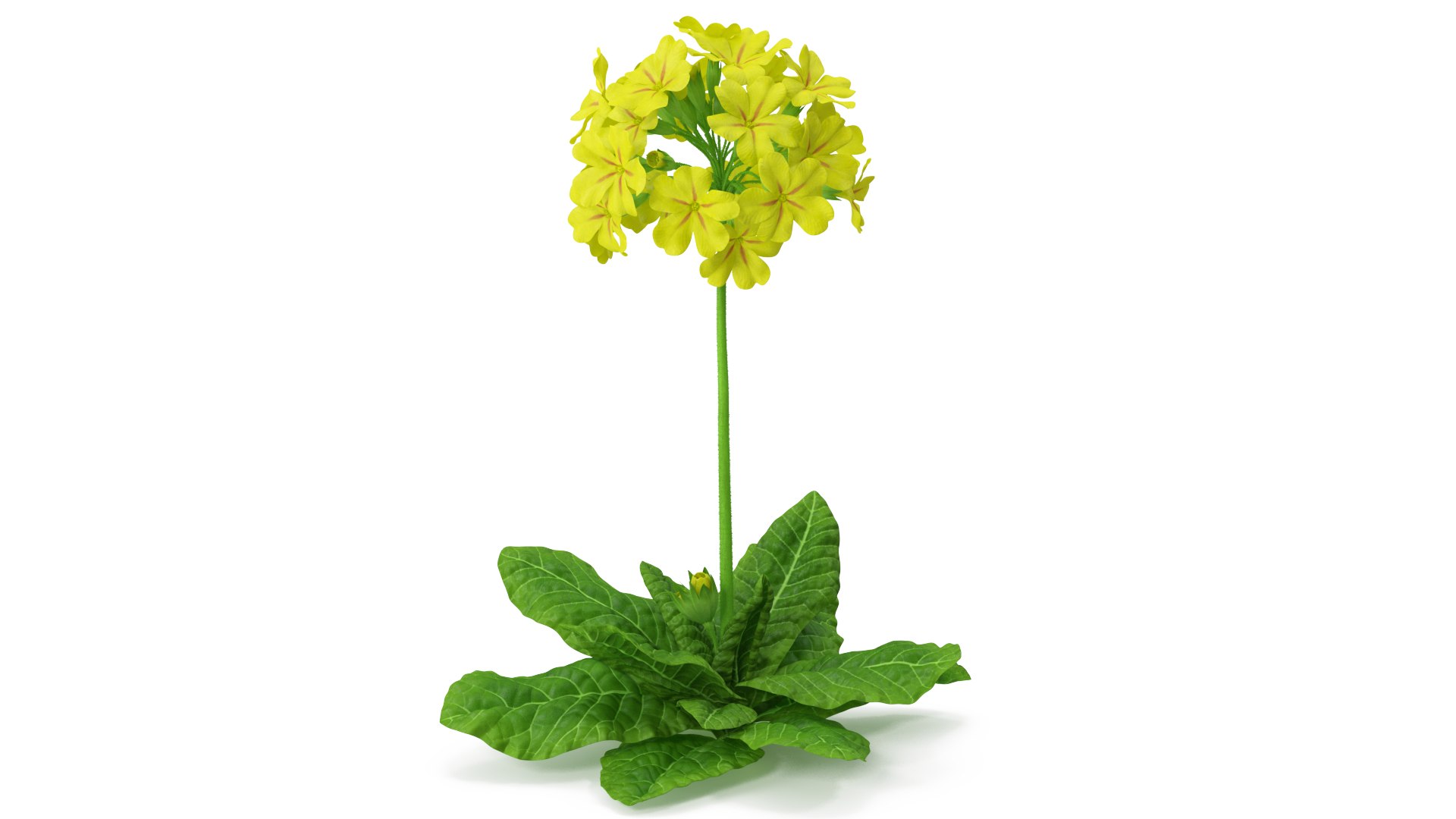 Primrose Flower Yellow Fur 3D model preview