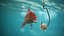 Goldfish - PBR Game Ready - Context Scene Bonus