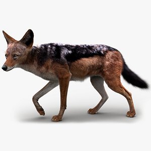 Black Backed Jackal FUR Rigged 3D