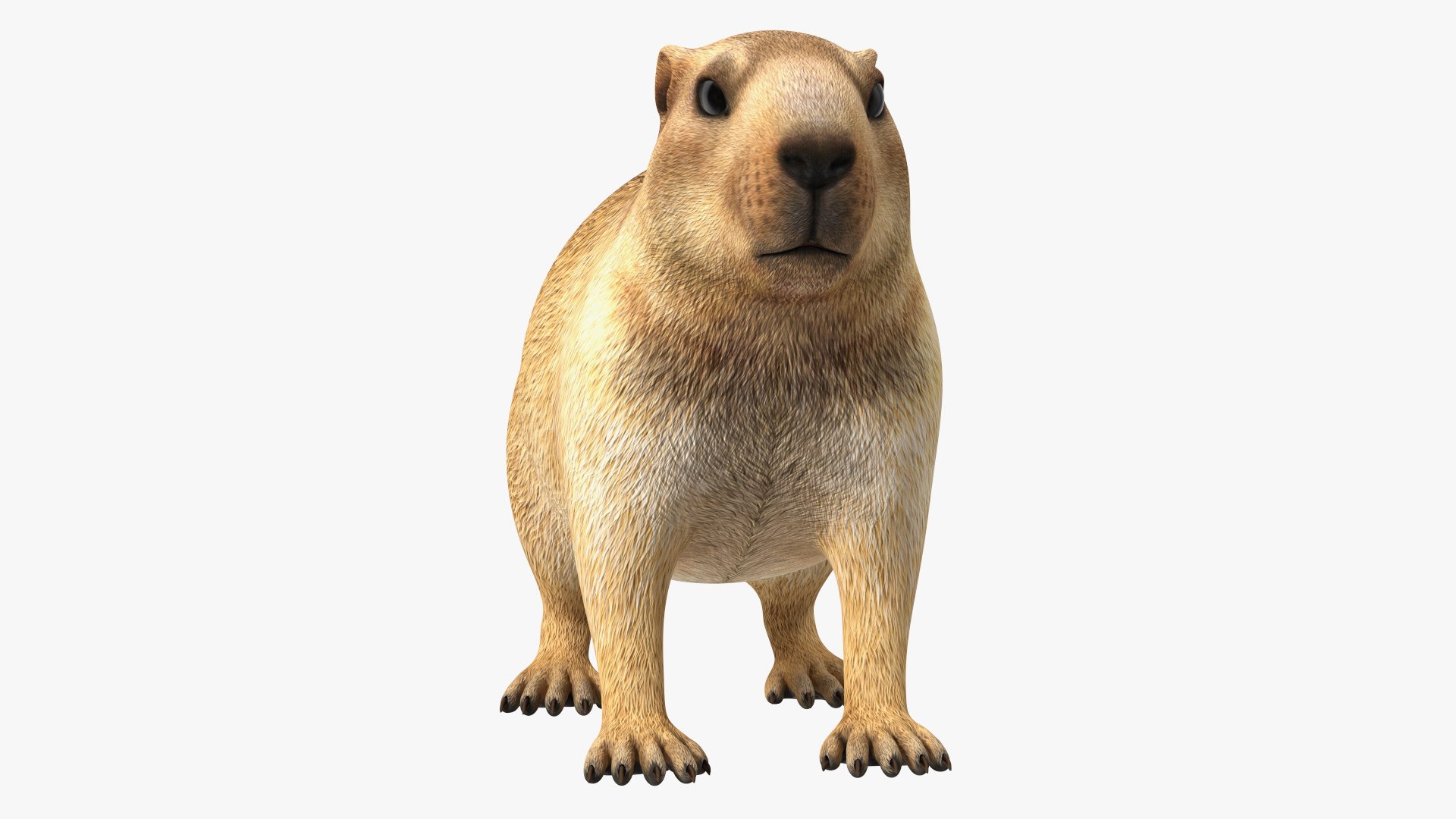 Marmot Rigged for Cinema 4D 3D model preview