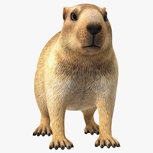 Marmot Rigged for Cinema 4D