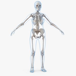 3D female body skeleton
