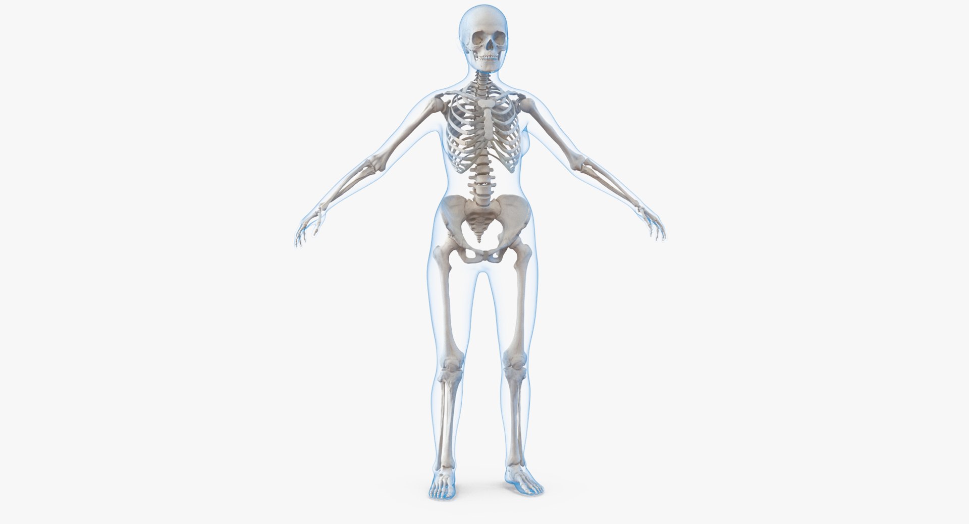 Female Body with Skeleton 3D model preview