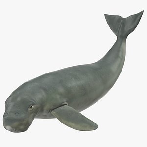 3D dugong playful pose