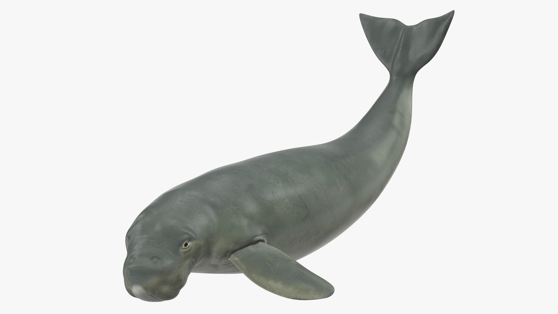 Dugong Playful Pose 3D model preview