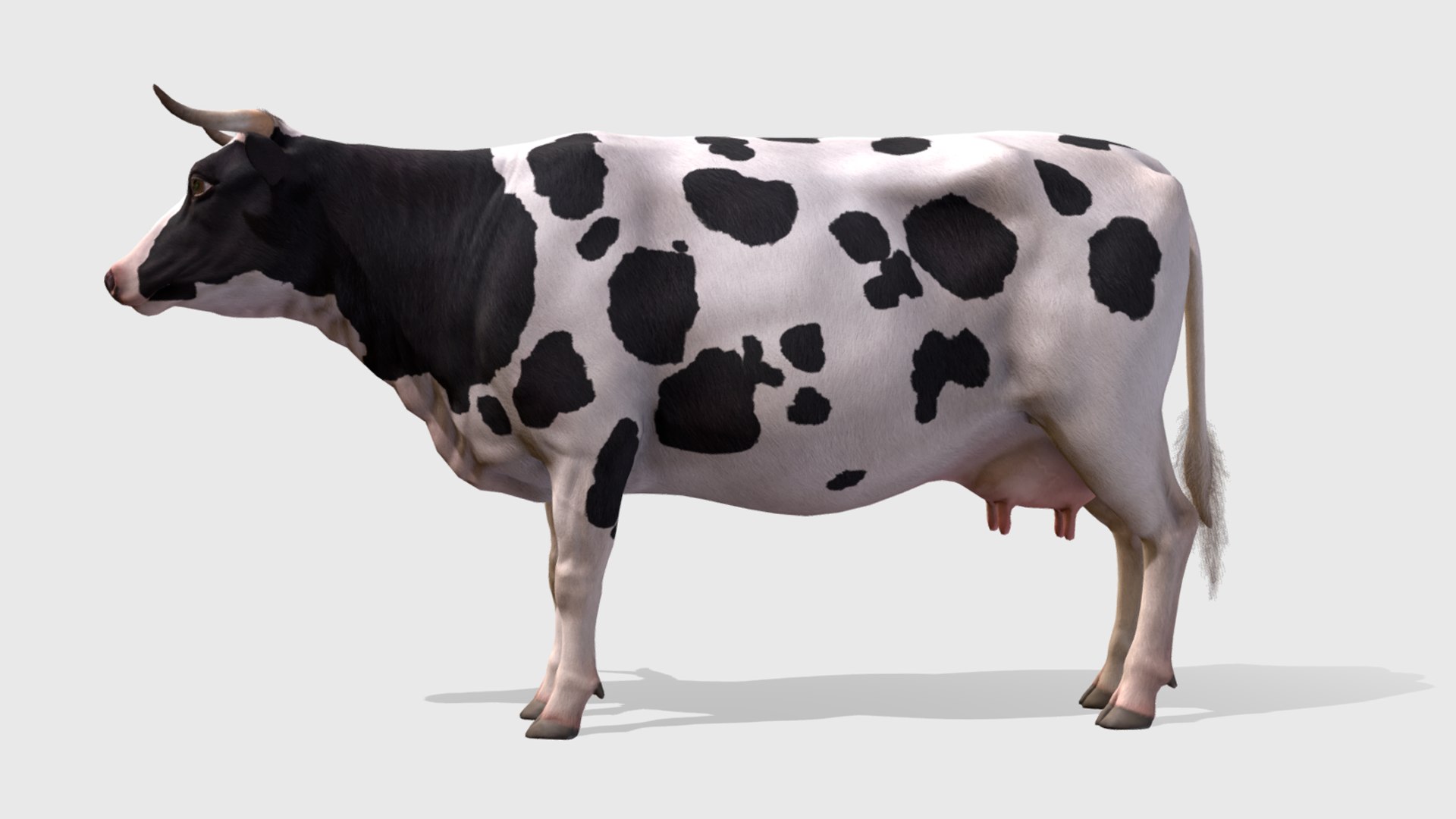 Cow Animations 3D Model - TurboSquid 1636028