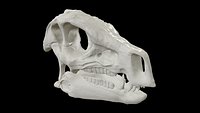 heterodontosaurus Skull