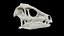 3D heterodontosaurus skull