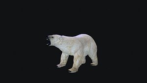 3D Polar Bear Animation