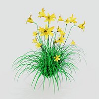 Hemerocallis lilioasphodelus Daylily