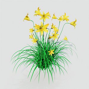 Hemerocallis lilioasphodelus Daylily