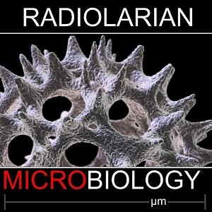 maya radiolarians science