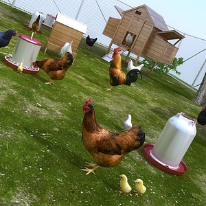 Chicken Small Farm