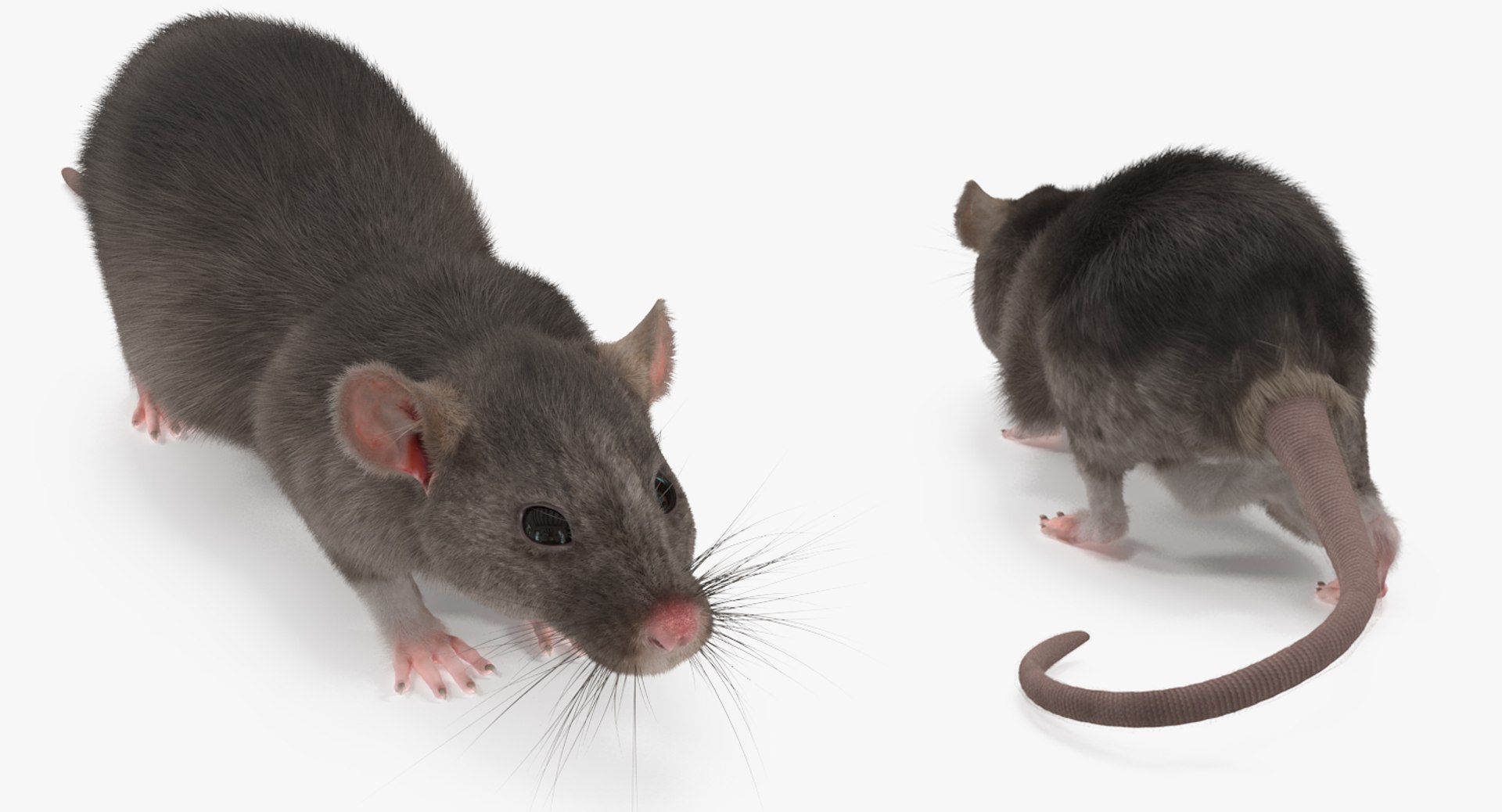 3D rat rigged https://p.turbosquid.com/ts-thumb/tt/TGOrB0/6BWElvux/ratriggedc4dmodel006/jpg/1499836269/1920x1080/fit_q87/d909ff964568a7df817497a280ceacf5d4f63a7f/ratriggedc4dmodel006.jpg