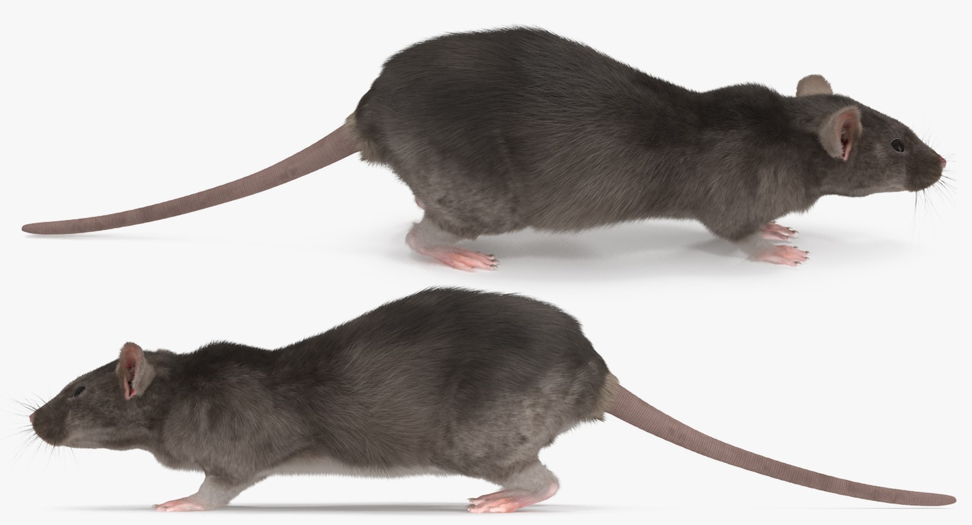 3D rat rigged https://p.turbosquid.com/ts-thumb/tt/TGOrB0/8pbNk6RA/ratriggedc4dmodel003/jpg/1499836269/1920x1080/fit_q87/258c38d799ecc564eb93a1081f2370012bf4650f/ratriggedc4dmodel003.jpg