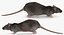 Rat Rigged