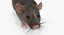 Rat Rigged