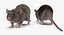 Rat Rigged
