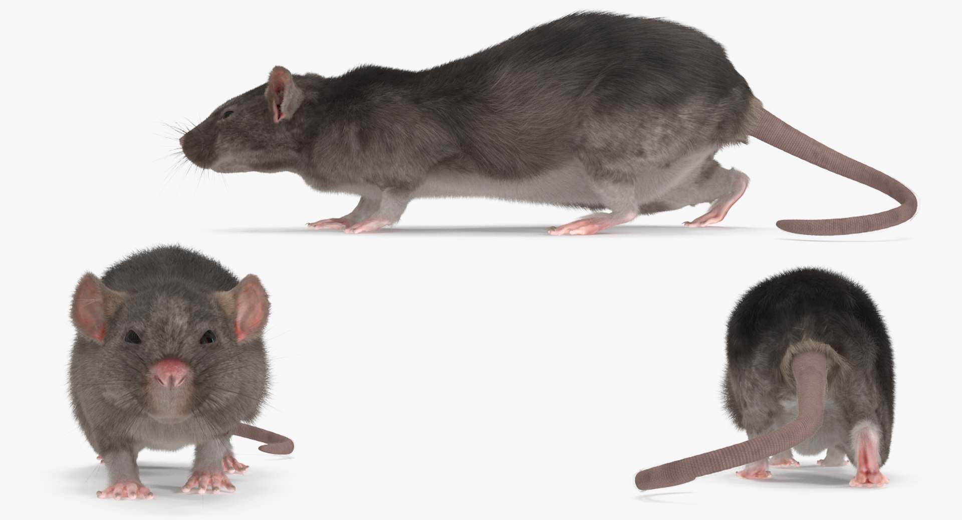 3D Rat Rigged - TurboSquid 1178953