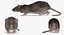 Rat Rigged