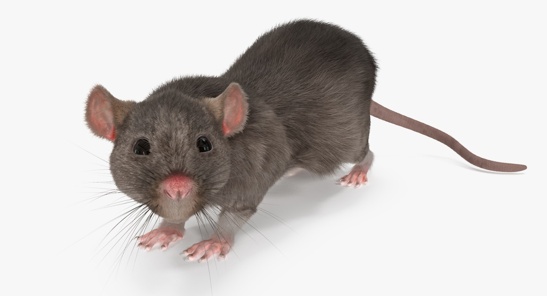 Rat Rigged 3D model preview