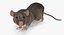 Rat Rigged