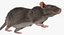 Rat Rigged