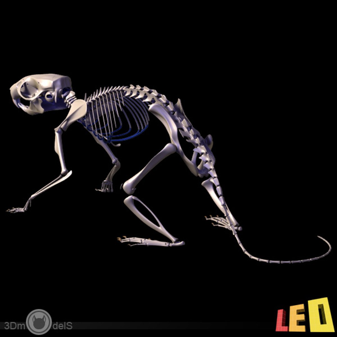 Scientists create 3D-printed copy of living rat's skeleton