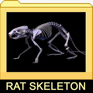 Rat skeleton with separated bones