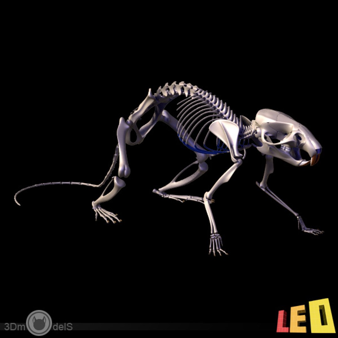 Scientists create 3D-printed copy of living rat's skeleton