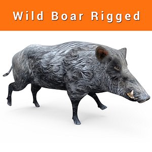 Wild Boar Rigged low poly