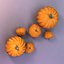 pumpkin family