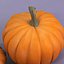 pumpkin family