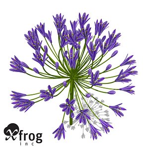 XfrogPlants Bell Agapanthus