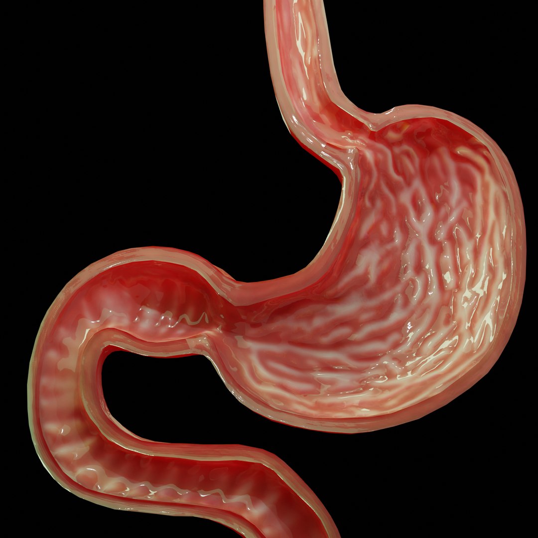 3D model modeled stomach cross sectional https://p.turbosquid.com/ts-thumb/tu/24N6EN/1qcqJzG3/7/png/1603358203/1920x1080/fit_q87/26c0e6ed4fd4a6bab49d85c8f45a011e835a7d48/7.jpg