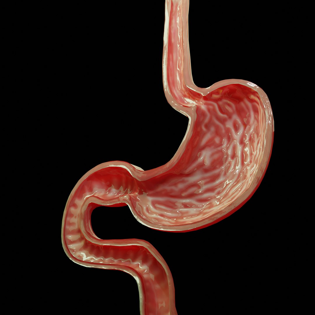3D model modeled stomach cross sectional https://p.turbosquid.com/ts-thumb/tu/24N6EN/6lvwLjJw/4/png/1603358203/1920x1080/fit_q87/6dcf7ddf31d94f7400d43edfa310604832e27f7e/4.jpg