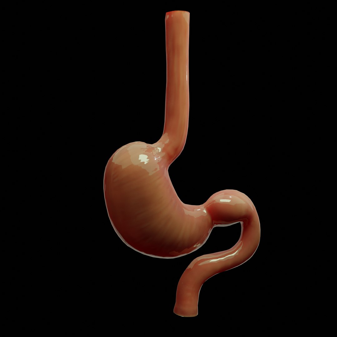 3D model modeled stomach cross sectional https://p.turbosquid.com/ts-thumb/tu/24N6EN/TpXK8Brt/5/png/1603358203/1920x1080/fit_q87/cd657997582f6ff2ecad3fbead998125ac6e7b9f/5.jpg