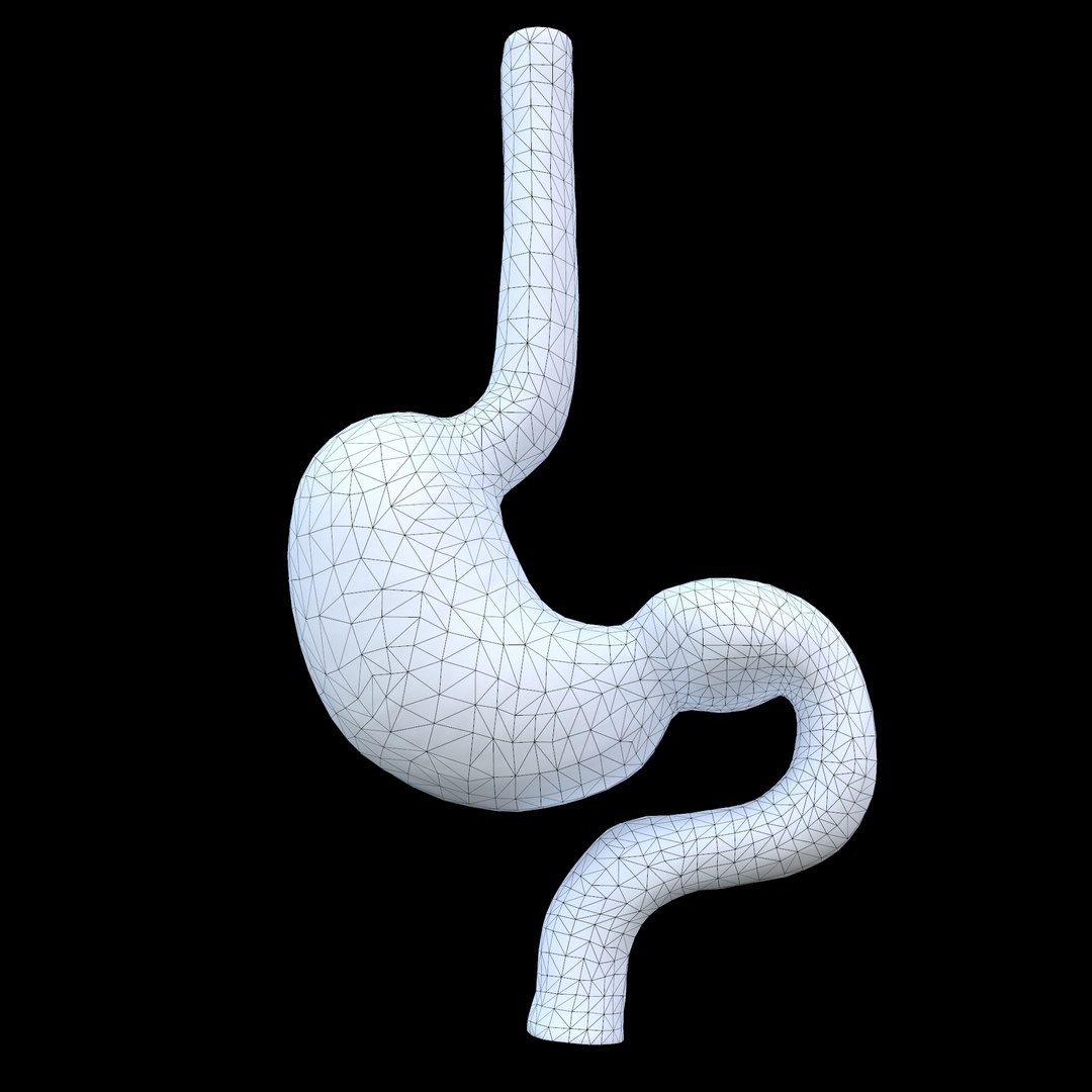 3D model modeled stomach cross sectional https://p.turbosquid.com/ts-thumb/tu/24N6EN/WsQiXDvN/9/png/1603358203/1920x1080/fit_q87/db94ef802603859ee9fa235525b29c912f8d4449/9.jpg