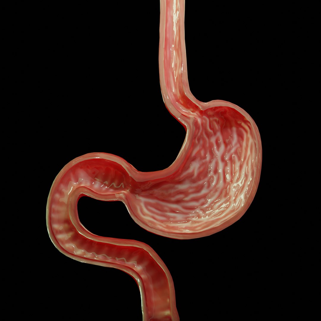 3D model modeled stomach cross sectional https://p.turbosquid.com/ts-thumb/tu/24N6EN/uNfbsReb/3/png/1603358203/1920x1080/fit_q87/474823e59dd8e6e0b4a56b4250b5590574e96d28/3.jpg