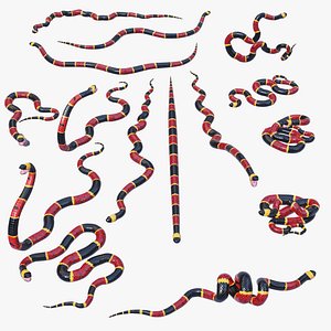 3D Eastern Coral Snake - Static Poses model