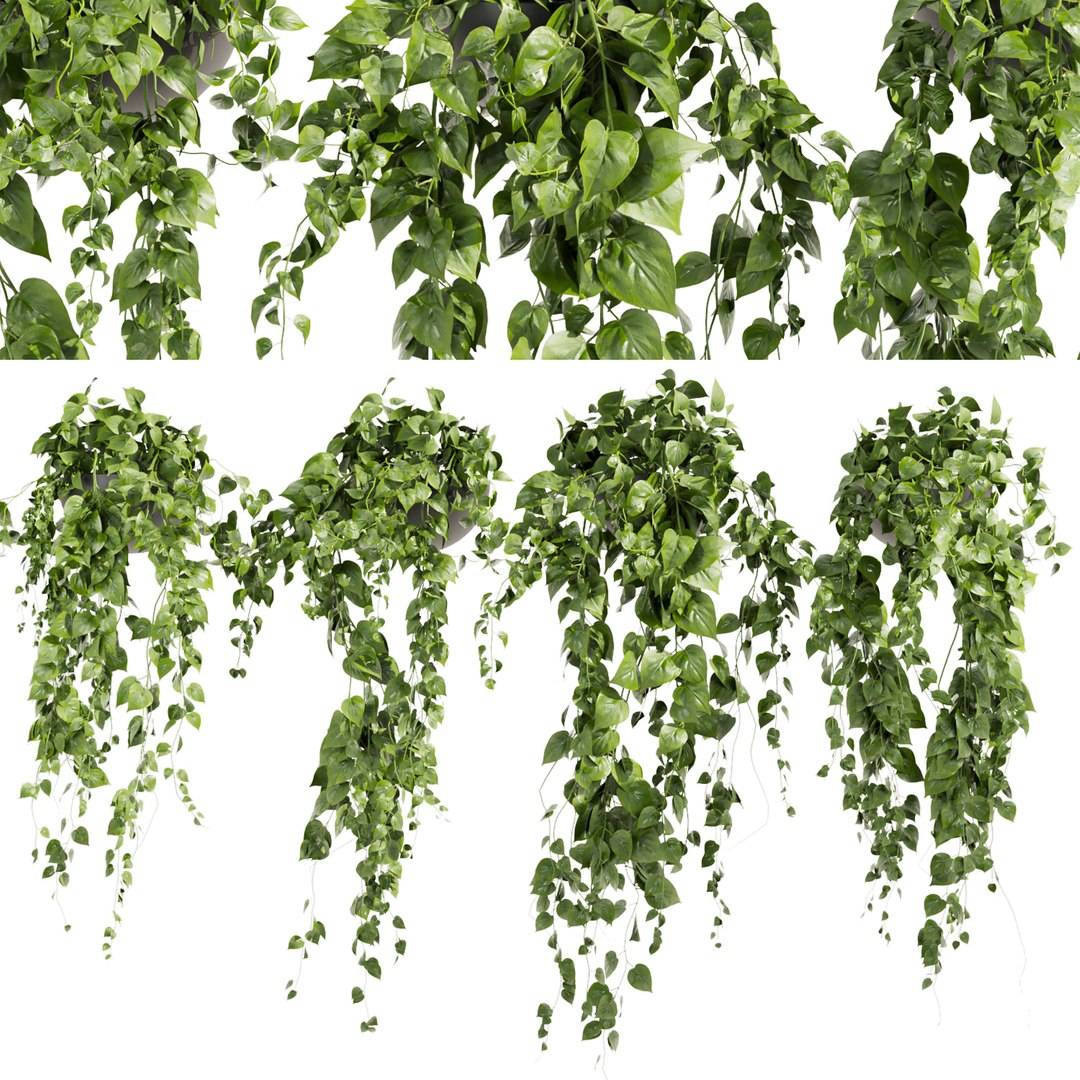 3D Collection Plant Vol 412 - Pothos - Hanging - Ampelous - Blender ...